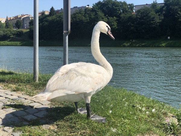 IMG_9132.jpg IMG 9132